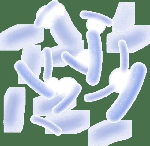 Lactobacillus reuteri