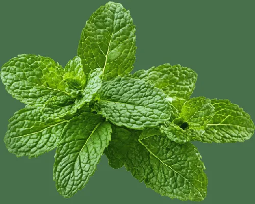 Peppermint Extract